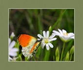 cialis once a day image drugs images cialis once a day image drugs images